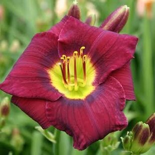 Ľaliovka Magic Dancer, výška 30/50cm, v črepníku 3l Hemerocallis Magic Dancer