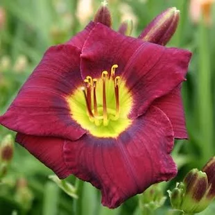 Ľaliovka Magic Dancer, výška 30/50cm, v črepníku 3l Hemerocallis Magic Dancer