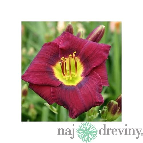 Ľaliovka Magic Dancer, výška 30/50cm, v črepníku 3l Hemerocallis Magic Dancer
