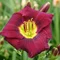 Ľaliovka Magic Dancer, výška 30/50cm, v črepníku 3l Hemerocallis Magic Dancer
