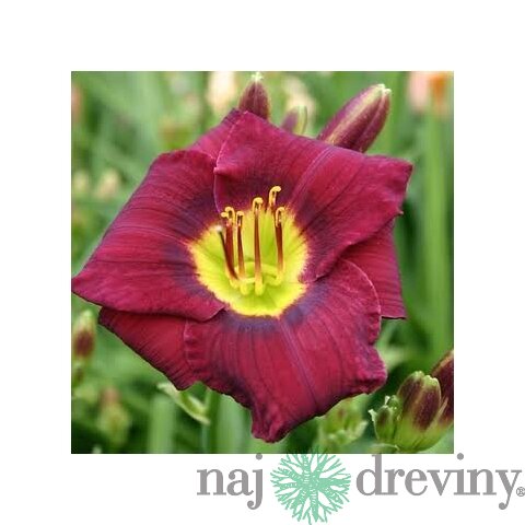 Ľaliovka Magic Dancer, výška 30/50cm, v črepníku 3l Hemerocallis Magic Dancer
