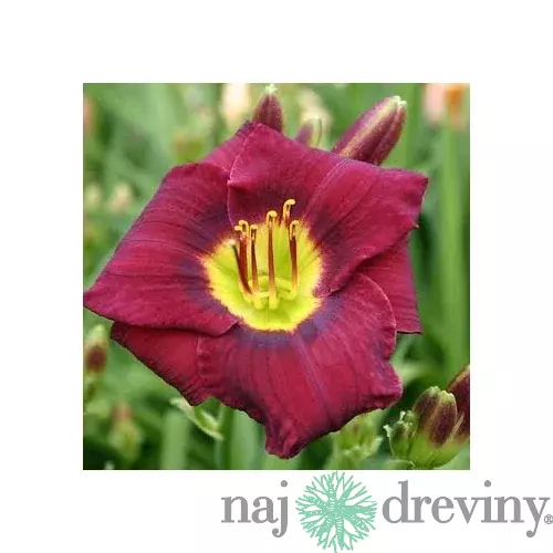 Ľaliovka Magic Dancer, výška 30/50cm, v črepníku 3l Hemerocallis Magic Dancer