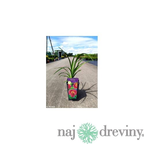 Ľaliovka Matrousjka 30/40 cm v črepníku 3l Hemerocallis ‘Matrousjka‘