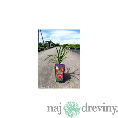 Ľaliovka Matrousjka 30/40 cm v črepníku 3l Hemerocallis ‘Matrousjka‘