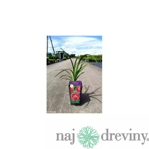 Ľaliovka Matrousjka 30/40 cm v črepníku 3l Hemerocallis ‘Matrousjka‘