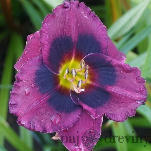 Ľaliovka Midnight Dynamite, výška 30/50cm, v črepníku 3l Hemerocallis Midnight Dynamite
