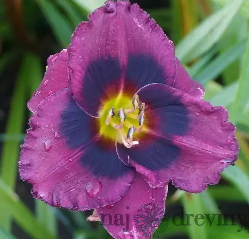 Ľaliovka Midnight Dynamite, výška 30/50cm, v črepníku 3l Hemerocallis Midnight Dynamite