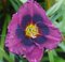 Ľaliovka Midnight Dynamite, výška 30/50cm, v črepníku 3l Hemerocallis Midnight Dynamite
