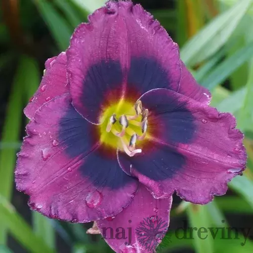 Ľaliovka Midnight Dynamite, výška 30/50cm, v črepníku 3l Hemerocallis Midnight Dynamite