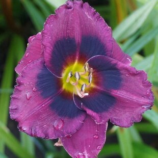Ľaliovka Midnight Dynamite, výška 30/50cm, v črepníku 3l Hemerocallis Midnight Dynamite