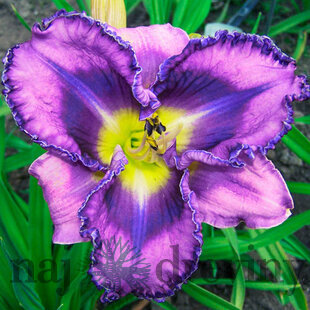 Ľaliovka ‘Mildred Mitchell‘ 30/40 cm , v črepníku 3l Hemerocallis ‘Mildred Mitchell