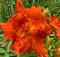 Ľaliovka Moses Fire, výška 30/50cm, v črepníku 3l Hemerocallis Moses Fire
