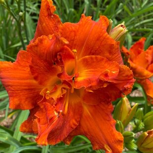Ľaliovka Moses Fire, výška 30/50cm, v črepníku 3l Hemerocallis Moses Fire