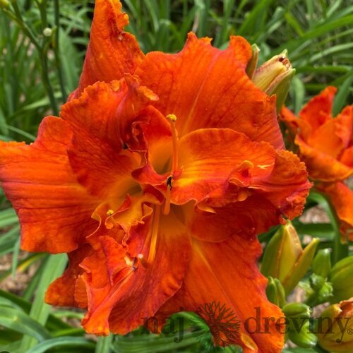 Ľaliovka Moses Fire, výška 30/50cm, v črepníku 3l Hemerocallis Moses Fire