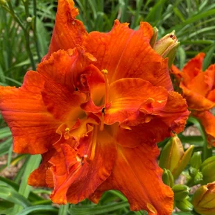 Ľaliovka Moses Fire, výška 30/50cm, v črepníku 3l Hemerocallis Moses Fire