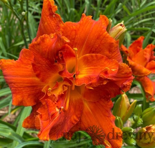 Ľaliovka Moses Fire, výška 30/50cm, v črepníku 3l Hemerocallis Moses Fire