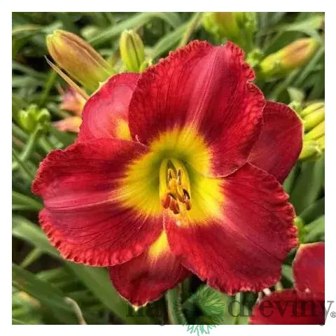 Ľaliovka Naughty Red, výška 30/50cm, v črepníku 3l Hemerocallis Naughty Red