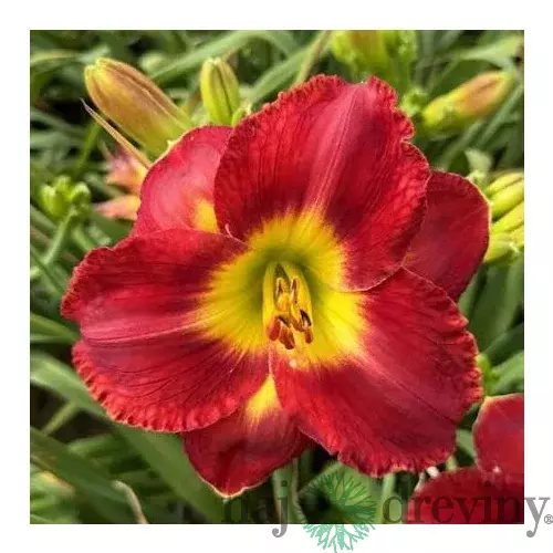 Ľaliovka Naughty Red, výška 30/50cm, v črepníku 3l Hemerocallis Naughty Red
