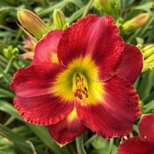 Ľaliovka Naughty Red, výška 30/50cm, v črepníku 3l Hemerocallis Naughty Red