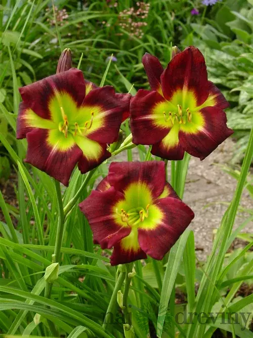 Ľaliovka Night Beacon, výška 30/50cm, v črepníku 3l Hemerocallis Night Beacon