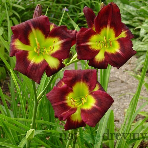 Ľaliovka Night Beacon, výška 30/50cm, v črepníku 3l Hemerocallis Night Beacon