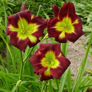Ľaliovka Night Beacon, výška 30/50cm, v črepníku 3l Hemerocallis Night Beacon