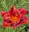 Ľaliovka Paprika Flame, výška 30/50cm, v črepníku 3l Hemerocallis Paprika Flame