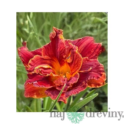 Ľaliovka Paprika Flame, výška 30/50cm, v črepníku 3l Hemerocallis Paprika Flame
