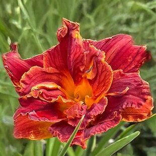 Ľaliovka Paprika Flame, výška 30/50cm, v črepníku 3l Hemerocallis Paprika Flame