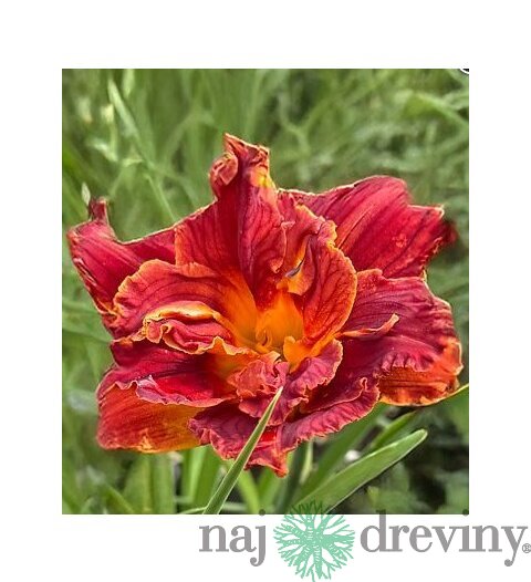 Ľaliovka Paprika Flame, výška 30/50cm, v črepníku 3l Hemerocallis Paprika Flame