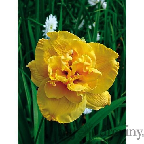Ľaliovka Patricia Jojo 30/40 cm v črepníku 3l Hemerocallis ‘Patricia Jojo‘