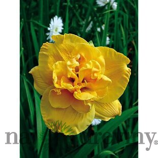 Ľaliovka Patricia Jojo 30/40 cm v črepníku 3l Hemerocallis ‘Patricia Jojo‘