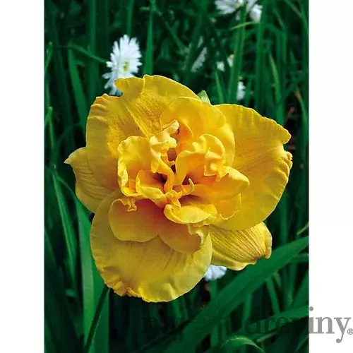 Ľaliovka Patricia Jojo 30/40 cm v črepníku 3l Hemerocallis ‘Patricia Jojo‘