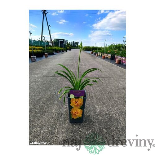 Ľaliovka Patricia Jojo 30/40 cm v črepníku 3l Hemerocallis ‘Patricia Jojo‘