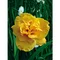 Ľaliovka Patricia Jojo 30/40 cm v črepníku 3l Hemerocallis ‘Patricia Jojo‘