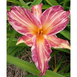 Ľaliovka Pink Stripes, výška 30/50cm, v črepníku 3l Hemerocallis Ping Stripes