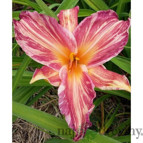 Ľaliovka Pink Stripes, výška 30/50cm, v črepníku 3l Hemerocallis Ping Stripes