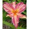 Ľaliovka Pink Stripes, výška 30/50cm, v črepníku 3l Hemerocallis Ping Stripes