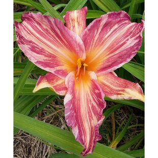 Ľaliovka Pink Stripes, výška 30/50cm, v črepníku 3l Hemerocallis Ping Stripes
