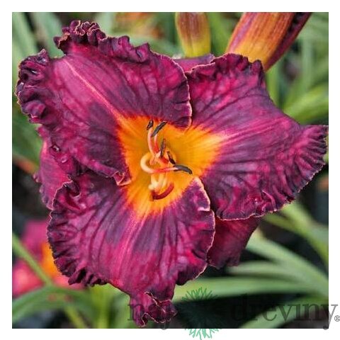 Ľaliovka Purplelicious, výška 30/50cm, v črepníku 3l Hemerocallis Purplelicious