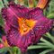 Ľaliovka Purplelicious, výška 30/50cm, v črepníku 3l Hemerocallis Purplelicious