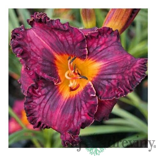 Ľaliovka Purplelicious, výška 30/50cm, v črepníku 3l Hemerocallis Purplelicious