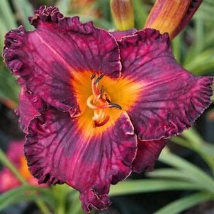 Ľaliovka Purplelicious, výška 30/50cm, v črepníku 3l Hemerocallis Purplelicious