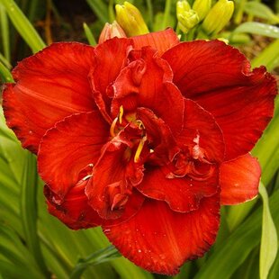 Ľaliovka Rediculous, výška 30/50cm, v črepníku 3l Hemerocallis Rediculous