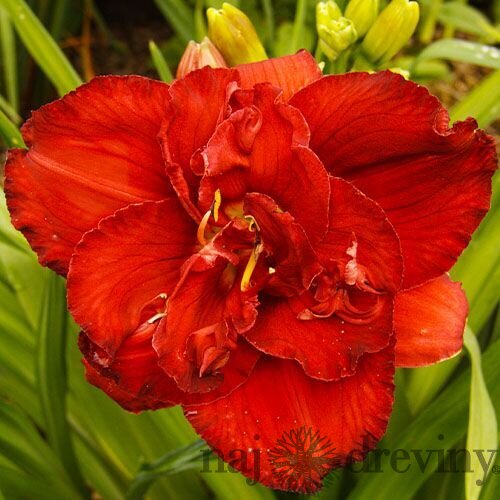 Ľaliovka Rediculous, výška 30/50cm, v črepníku 3l Hemerocallis Rediculous