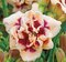 Ľaliovka Roswitha, výška 30/50cm, v črepníku 3l Hemerocallis Roswitha