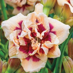 Ľaliovka Roswitha, výška 30/50cm, v črepníku 3l Hemerocallis Roswitha