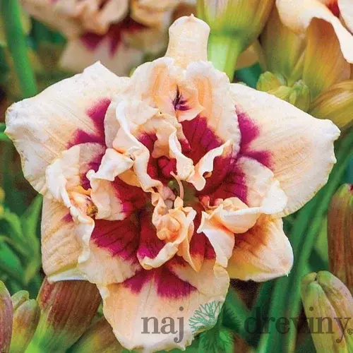 Ľaliovka Roswitha, výška 30/50cm, v črepníku 3l Hemerocallis Roswitha