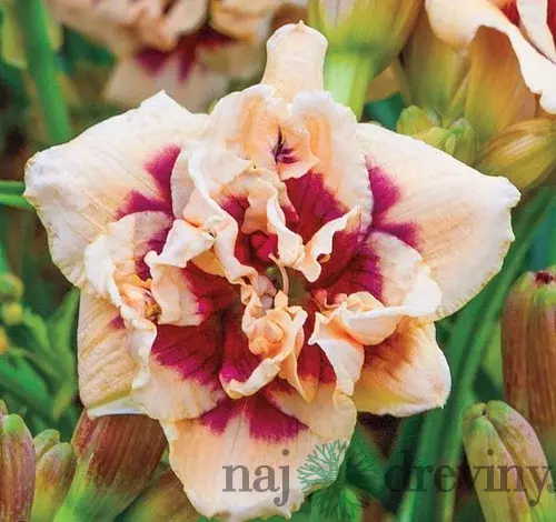 Ľaliovka Roswitha, výška 30/50cm, v črepníku 3l Hemerocallis Roswitha
