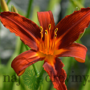 Ľaliovka ‘Sammy Russell‘, v črepníku P9 Hemerocallis ‘Sammy Russel‘
